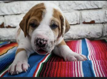 Burrito -  Great Dane and Mixed Breed Dog Available for Adoption in Warr Acres, Oklahoma - Burrito | PetCurious