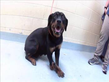 Rottweiler and Mixed Breed Dogs Available for Adoption in Tulsa, Oklahoma - DR. PEPPER | PetCurious