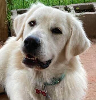 Polly Pocket -  Great Pyrenees Dog for Adoption in Kiowa, Oklahoma - Polly Pocket | PetCurious
