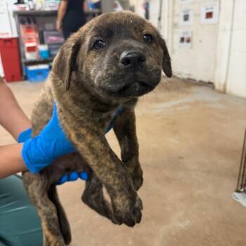 Pit Bull Terrier Dogs Available for Adoption - Baguette | PetCurious