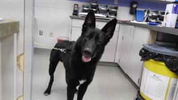 German Shepherd Dog and Mixed Breed Dogs Available for Adoption - DAMON | PetCurious