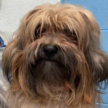 Yorkshire Terrier Dogs Available for Adoption in Hilliard, Ohio - Macchiato | PetCurious