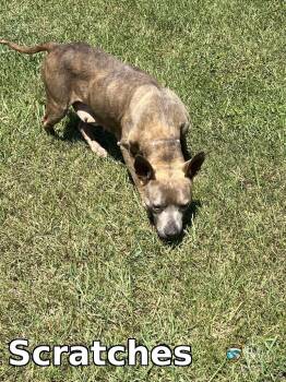 Scratches -  Pit Bull Terrier Dog for Adoption in Rocky Mount, North Carolina - Scratches | PetCurious