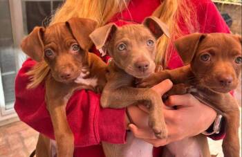 Chihuahua Dogs Available for Adoption in San Diego, California - Lisette | PetCurious