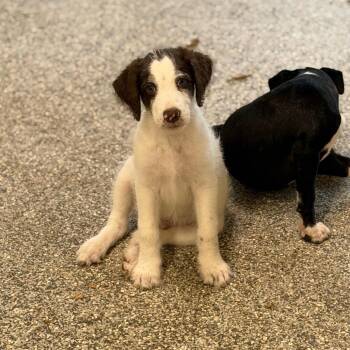 BODHI -  Standard Poodle and Mixed Breed Dog for Adoption in West Palm Beach, Florida - BODHI | PetCurious