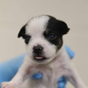 BREEZE -  Terrier Dog for Adoption in San Antonio, Texas - BREEZE | PetCurious