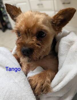 Tango -  Yorkshire Terrier Dog for Adoption in Mauston, Wisconsin - Tango | PetCurious