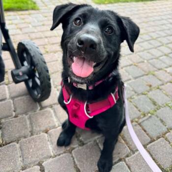 Chobani -  Mixed Breed Dog for Adoption in Buffalo, Minnesota - Chobani | PetCurious