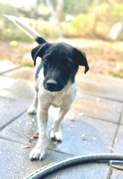 Rescue Jack Russell Terrier and Mixed Breed Dogs for Adoption in Hortense, Georgia - Ryder | PetCurious