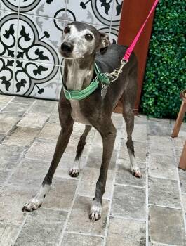 Rescue Italian Greyhound Dogs for Adoption in San Jose, California - Fernando | PetCurious