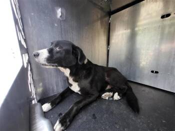 Labrador Retriever Dogs Available for Adoption in San Antonio, Texas - GARRET | PetCurious