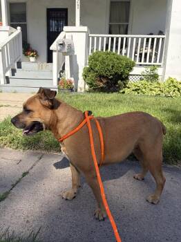 Gloria ( Scooby ) -  Staffordshire Bull Terrier and Boxer Dog Available for Adoption in Fremont, Nebraska - Gloria ( Scooby ) | PetCurious