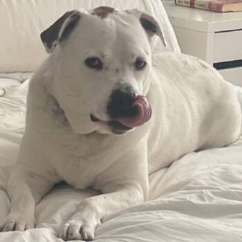 Rescue Pit Bull Terrier Dogs for Adoption in West Islip, New York - Louie | PetCurious