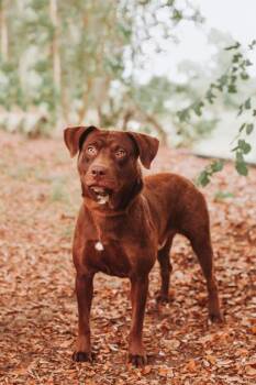 93155a Hershey - Adoption Ambassador -  Labrador Retriever and Mixed Breed Dog for Adoption in North Charleston, South Carolina - 93155a Hershey - Adoption Ambassador | PetCurious