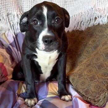 Pocket baby Harriet -  Staffordshire Bull Terrier Dog for Adoption in Burlington, North Carolina - Pocket Baby Harriet | PetCurious