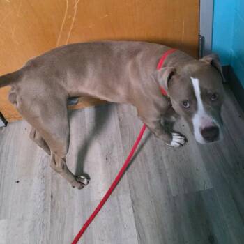 Terrier Dogs Available for Adoption in St. Louis, Missouri - Cocoa Powder | PetCurious