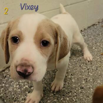 Vixey -  Hound and Mixed Breed Dog for Adoption in Parkersburg, West Virginia - Vixey | PetCurious