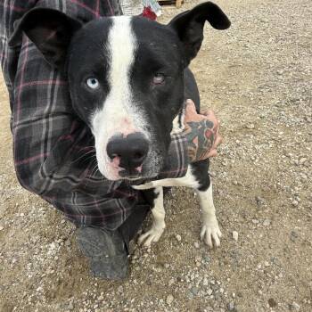 Bezalbub -  Mixed Breed Dog for Adoption in Taos, New Mexico - Bezalbub | PetCurious