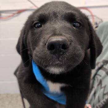 Apple Crisp -  Labrador Retriever and Collie Dog for Adoption in Hattiesburg, Mississippi - Apple Crisp | PetCurious