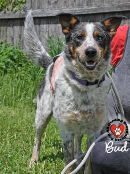Cattle Dog Dogs Available for Adoption in Joliet, Illinois - Bud | PetCurious