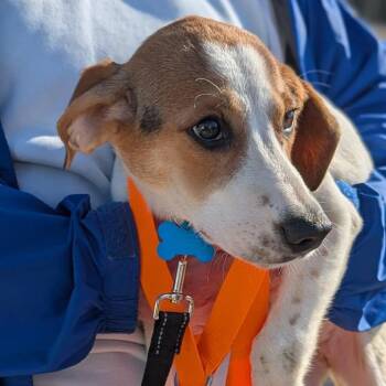Beagle and Mixed Breed Dogs Available for Adoption in Campton Hills, Illinois - Smokey | PetCurious