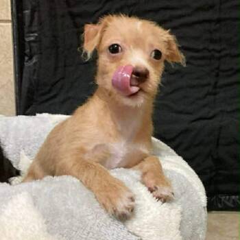 Terrier Dogs Available for Adoption - Bug  | PetCurious