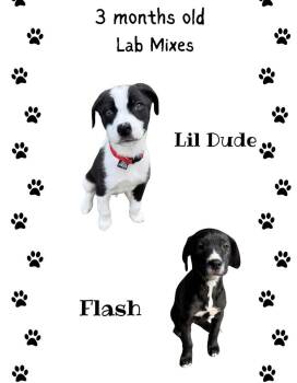 Labrador Retriever Dogs Available for Adoption in Kutztown, Pennsylvania - Flash, Lil Dude, Moonshine, Sabrina (f) | PetCurious