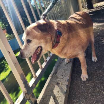 Rusty (C000-700) - City of Industry Location -  Labrador Retriever Dog for Adoption in Chino Hills, California - Rusty (C000-700) - City Of Industry Location | PetCurious