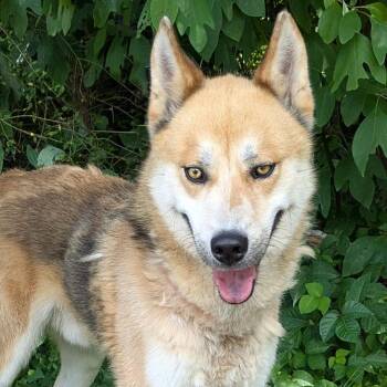 Spartacus -  Husky Dog for Adoption in Charlottesville, Virginia - Spartacus | PetCurious