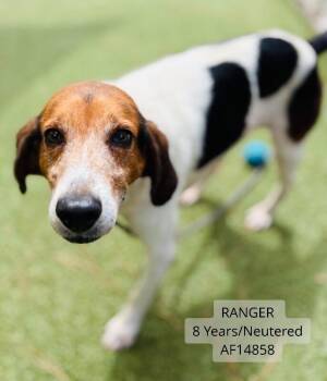 Ranger -  Foxhound Dog for Adoption - Ranger | PetCurious