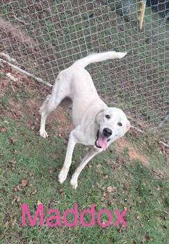 Maddox -  Great Pyrenees and Mixed Breed Dog for Adoption in Zimmerman, Minnesota - Maddox | PetCurious