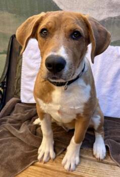 Hiro -  Labrador Retriever Dog for Adoption in Cottonwood, Arizona - Hiro | PetCurious
