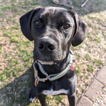 Mixed Breed Dogs Available for Adoption in Burton, Michigan - NORM | PetCurious