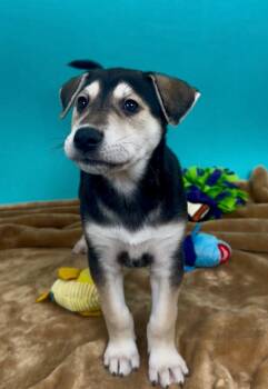 Shepherd and Husky Dogs Available for Adoption in Phoenix, Arizona - Salmon | PetCurious