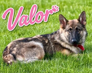 Valor -  Akita Dog for Adoption in Lima, Ohio - Valor | PetCurious