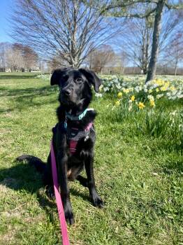 Pepper -  German Shepherd Dog and Golden Retriever Dog for Adoption in Fairhope, Alabama - Pepper | PetCurious
