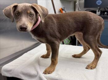 *MARIE -  Doberman Pinscher Dog for Adoption in Woodland, California - *MARIE | PetCurious