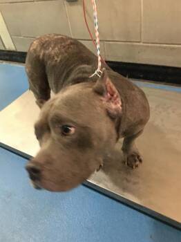 PRINCESS DIANA -  Pit Bull Terrier Dog for Adoption in Dallas, Texas - PRINCESS DIANA | PetCurious