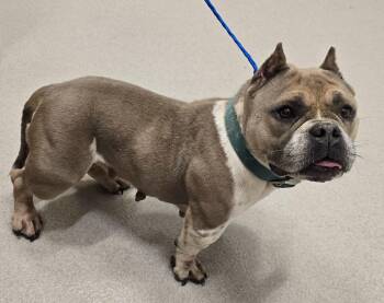 Rescue American Bully Dogs for Adoption in Lindenhurst, New York - 25-454 Boss | PetCurious