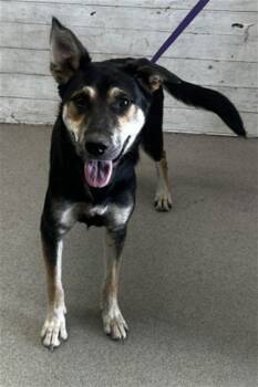 Rescue German Shepherd Dog Dogs for Adoption in San Bernardino, California - SAVAGE BABY | PetCurious