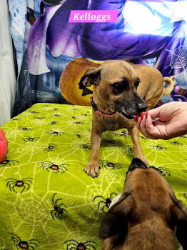 Rescue Rat Terrier Dogs for Adoption in Metairie, Louisiana - Kelloggs | PetCurious