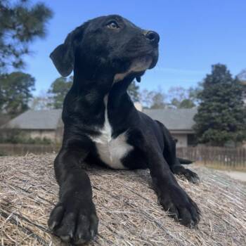 Black Labrador Retriever and Coonhound Dogs Available for Adoption in Atlanta, Texas -  William ($200 Adoption Fee) | PetCurious