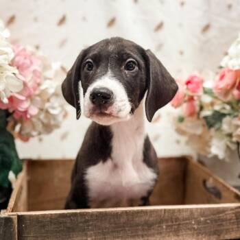 Ramsey -  Great Dane and Great Pyrenees Dog for Adoption in Newberg, Oregon - Ramsey | PetCurious