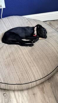 DAPHNE -  Labrador Retriever and Mixed Breed Dog for Adoption in Broomfield, Colorado - DAPHNE | PetCurious