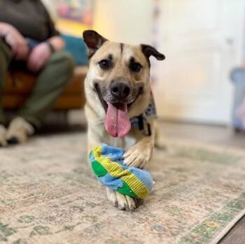 German Shepherd Dog and Black Mouth Cur Dogs Available for Adoption - Zennia Garden Girl | PetCurious