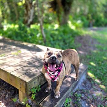Cupcake -  Mixed Breed Dog for Adoption in Port Charlotte, Florida - Cupcake | PetCurious