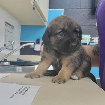 Mixed Breed Dogs Available for Adoption in Ardmore, Oklahoma - Sweetpea | PetCurious