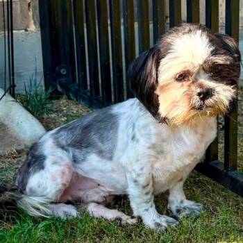 Corduroy Miller -  Shih Tzu Dog for Adoption in Plano, Texas - Corduroy Miller | PetCurious