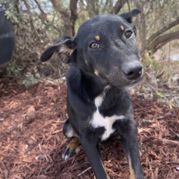 Australian Kelpie Dogs Available for Adoption - Lucia | PetCurious