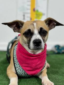 Jack Russell Terrier and Chihuahua Dogs Available for Adoption in Carlsbad, California - Cherry-One Of Our Amazing Rescue Dogs | PetCurious